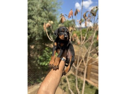 Doberman yavrularımız