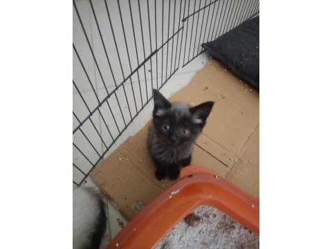 Blue point scottish fold yavrularımız eğitimleri tam