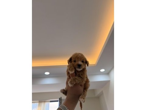 Wc pet eğitimli kore teacup poodle yavrumuz