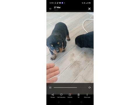 Rottweiler bebeleri