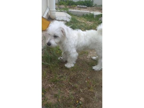 5 aylık yavru maltipoo