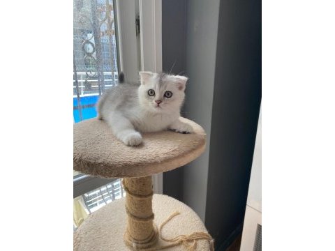 3 aylık silver scottish fold oğluşum