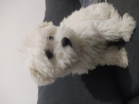 Evimizin neşesi köpekler