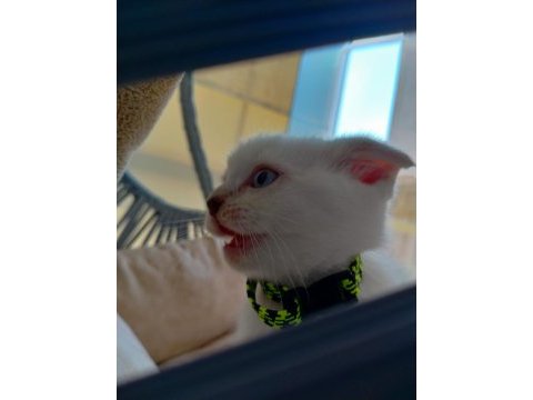 Kızımız yeni yuvasını arıyor scottish fold