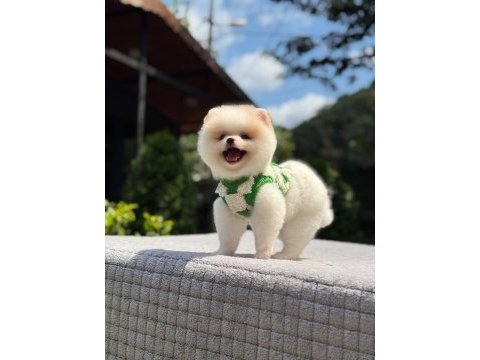 Sağlık ve ırk garantili pomeranian