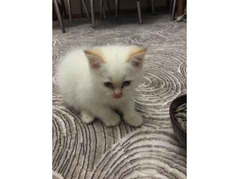 British red point yavrular