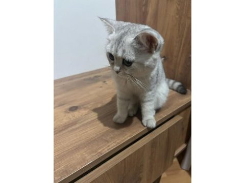 British shorthair yavrular ırk sağlık garantili