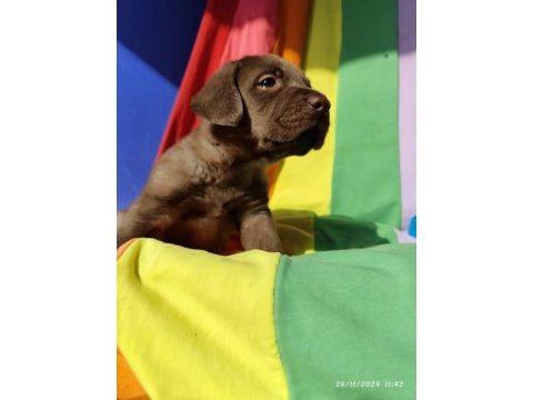 Kahverengi müthiş güzellikte labrador yavrular