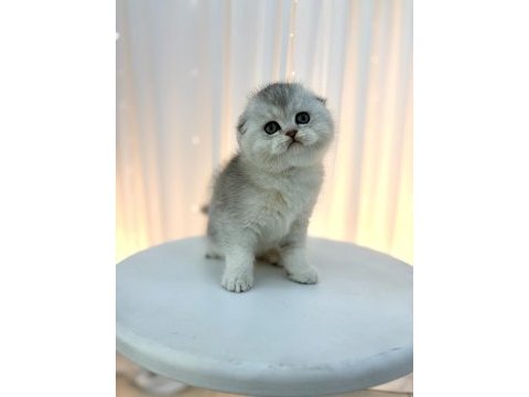 Scottish fold yavrular
