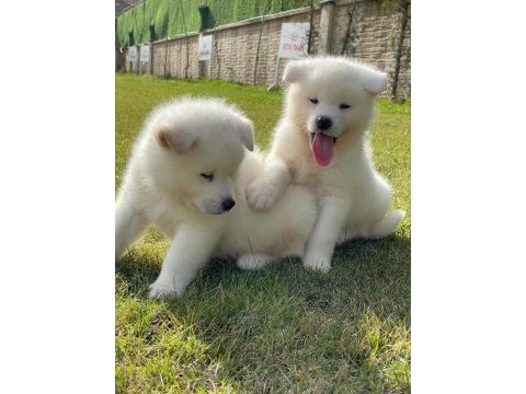 Japon akita ınu yavrulari istanbul 