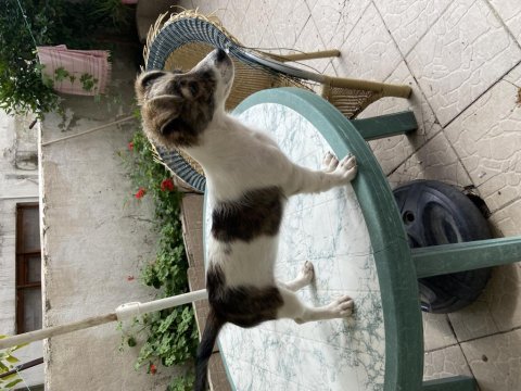 Kendi jack russell yavrumuza yuva arıyoruz