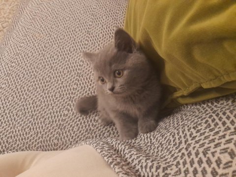 16 şubat doğumlu erkek british shorthair
