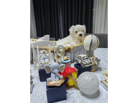 A scrli babadan kore maltese bebeklerim
