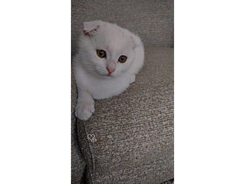 Yuvasını arayan minik bebek scottish fold