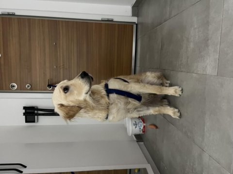 7 aylık erkek orjınal golden retriever