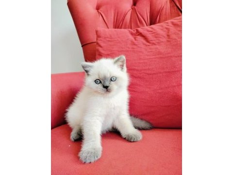 British blue point yavruları