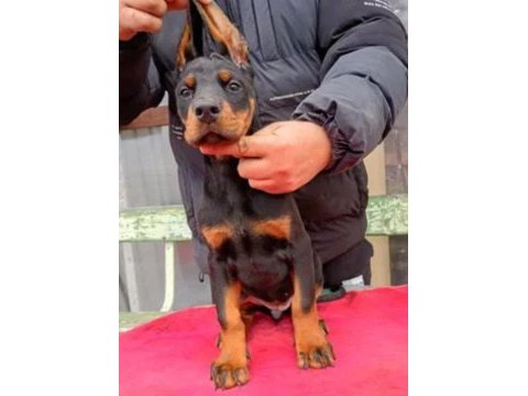King boy doberman yavrular