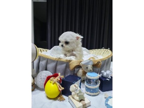 A scrli babadan kore maltese bebekler