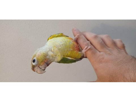 Konur papağanı bebeklerimiz