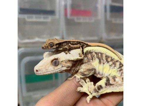 Uysal ve saglıklı crested geckolar