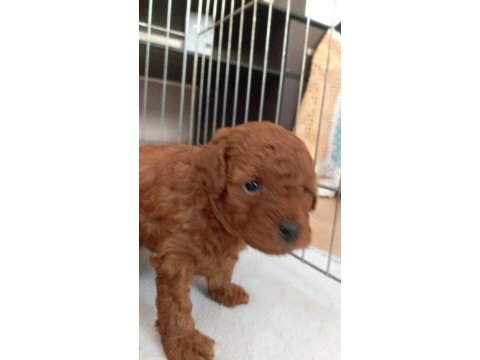Erkek minyatür poodle