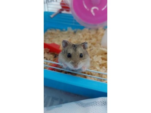 Son yavru gonzales hamster