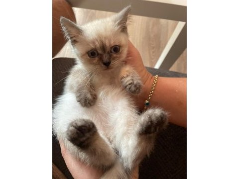 Ev ortamından yavrular british shorthair