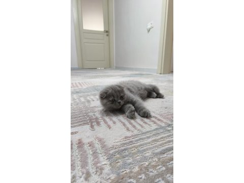 İki aylık yavru scottish fold