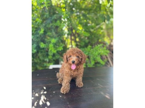 Dişi poodle 4,5 kiloyu geçmez bu rakama bulamazsınız
