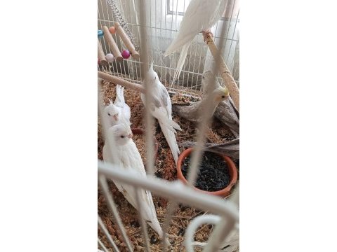 1.5 aylık 5 aylık arası yavru kuşlar