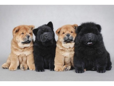 Son kalan siyah chow chow yavrumuz