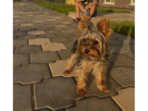 Yorkshire terrier çok sevecen eğitimli