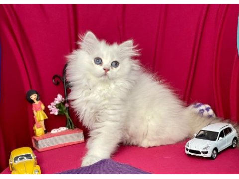 British longhair
