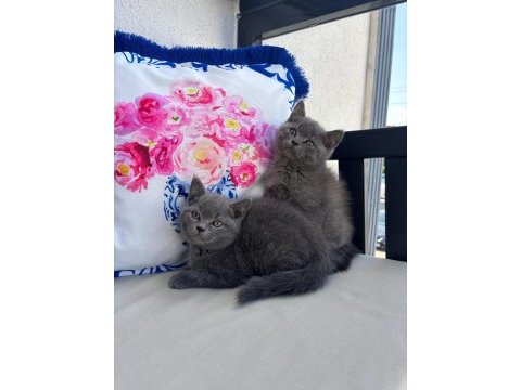 Kocaeli darıca minik pati kediler