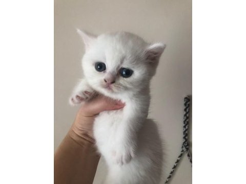 Son dişi british shorthair top kafa yavru