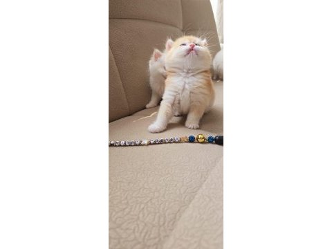 British longhair kaliteli yavrular