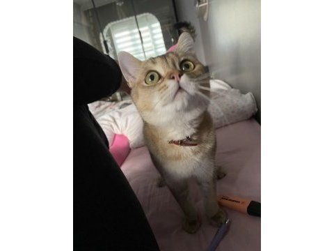3 yaşında erkek british shorthair golden