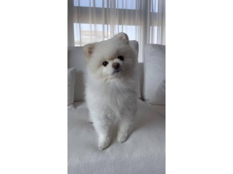 Pomeranian oğluma yuva arıyorum