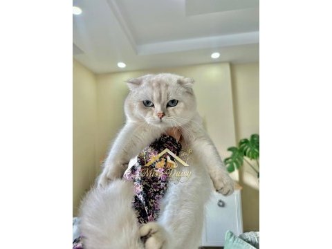 Muhteşem safkan british shorthair çocuklar