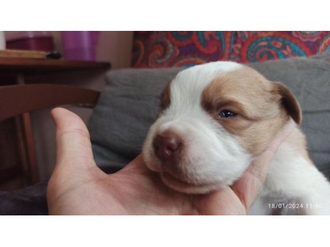 Saint bernard, çiftlik yada petshop değiliz