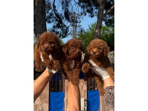 Toy poodle yavrularımız