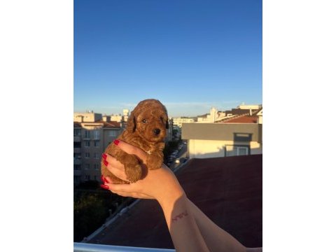Ev üretimi toy poodle yavrularımız