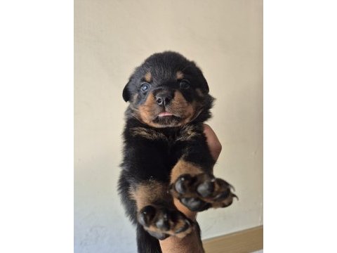 A kalite rottweiler koca kafa yavrular