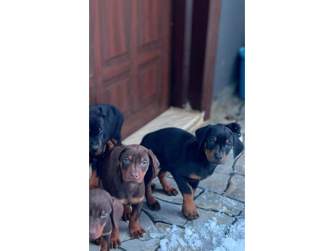 2 aylık saf dobermanlar kızıl siyah