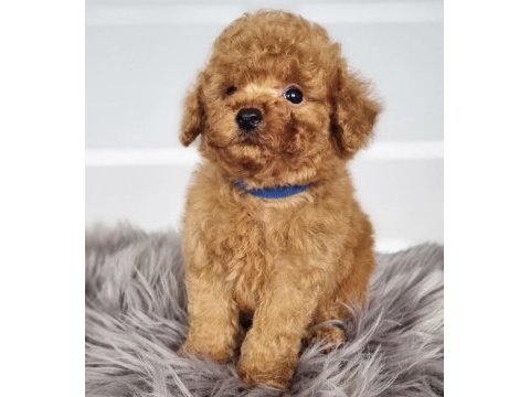 Toy poodle köpekleri