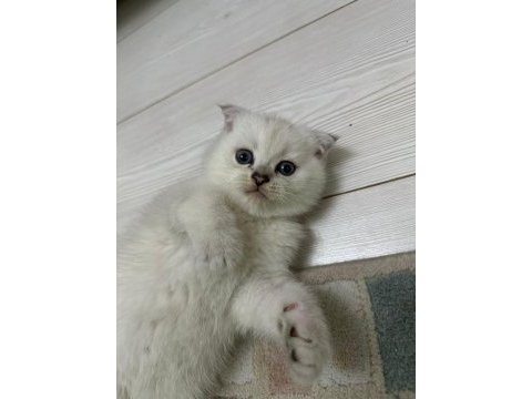 Top kafa scottish fold