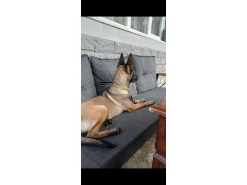 Belçika malinois 4 aylık dişi