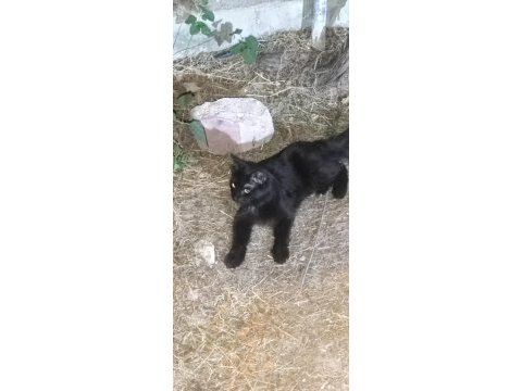 Ücretsiz sahiplendirme bombay kedimiz