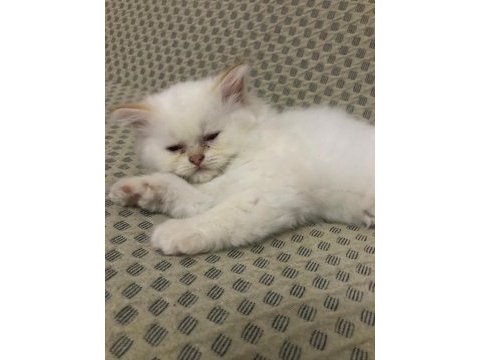 British red point yavrular