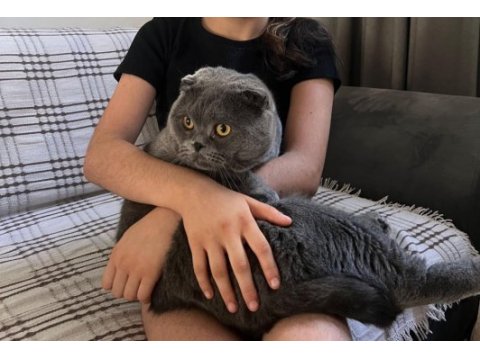 Uysal erkek scottish fold